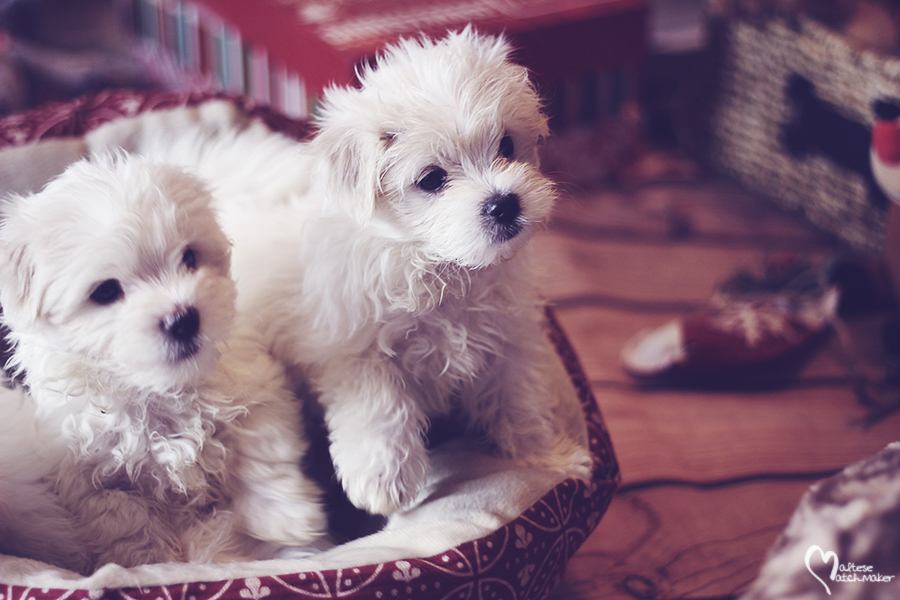 maltese-male-brothers