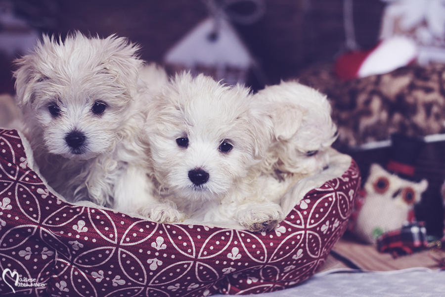 maltese-male-puppies-group-2016