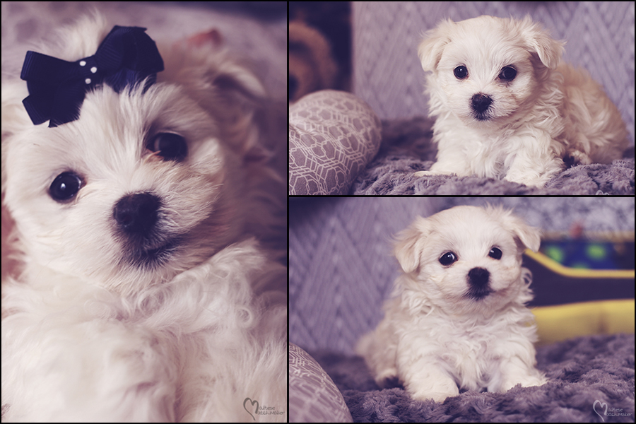 male-pup-available-mm