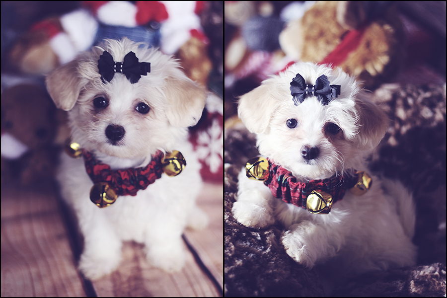 -maltese-puppy-born-sept25