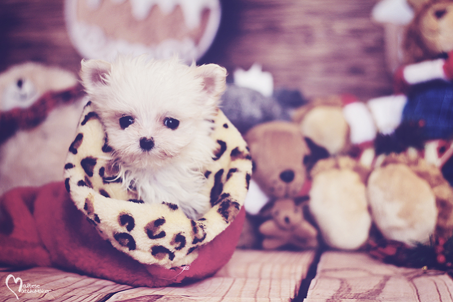 micro-maltese-puppy-male