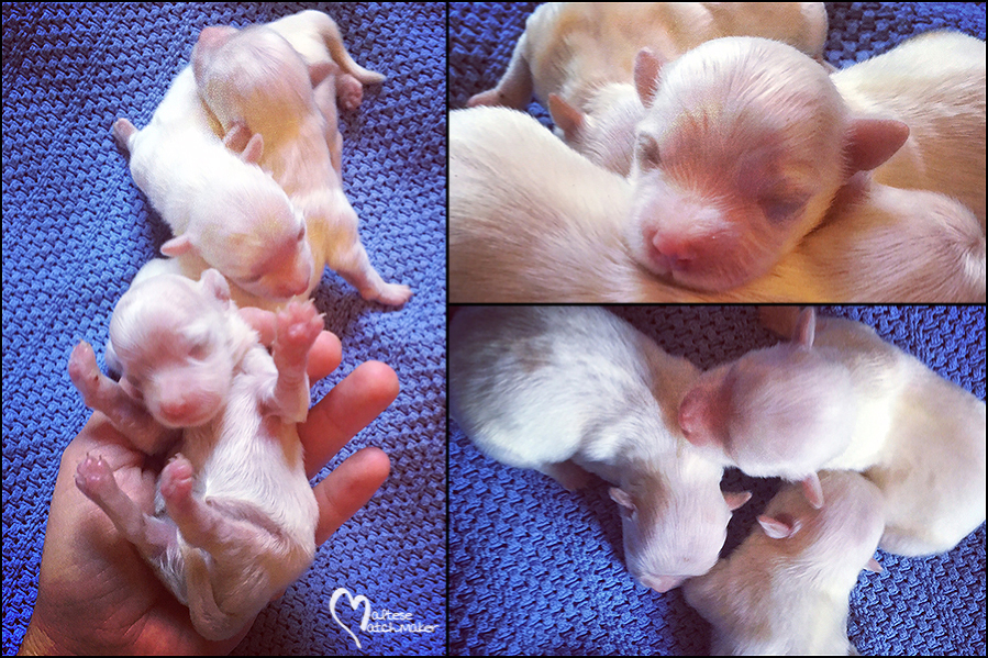 newborn puppies august 2016