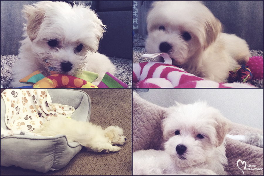 ellie collage