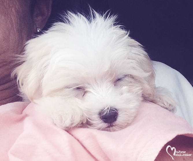 ellie sleeping ride home
