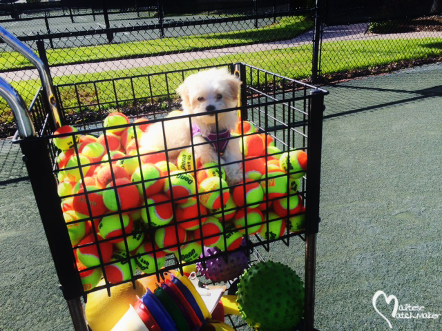 ellie tennis