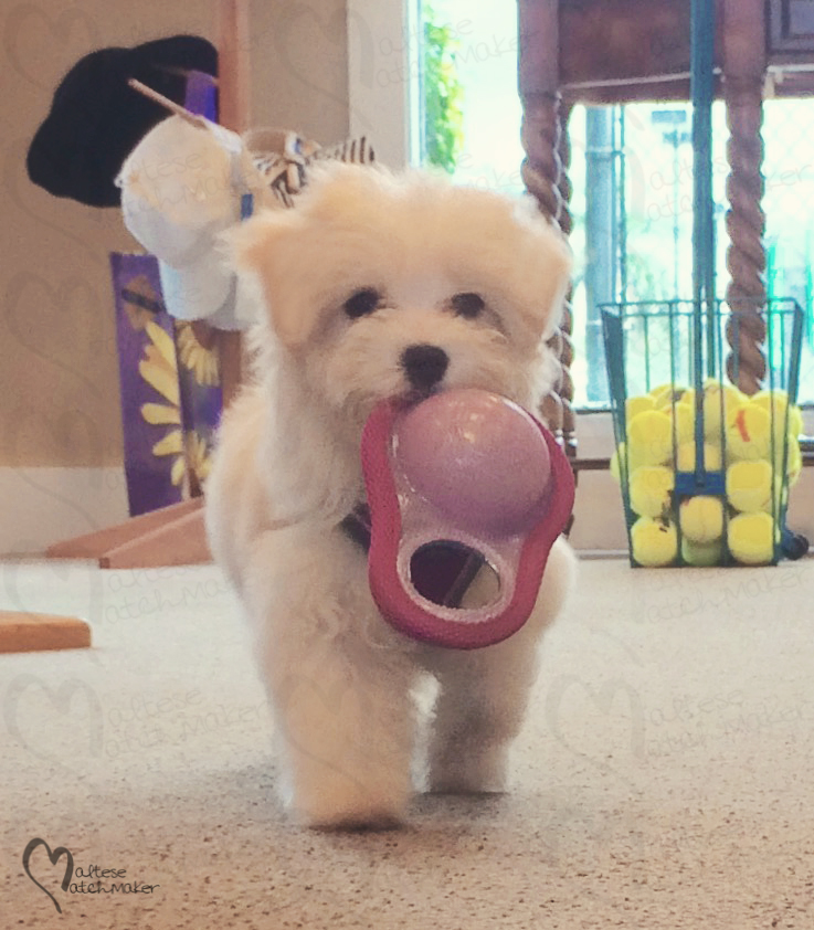 ellie girl tennis
