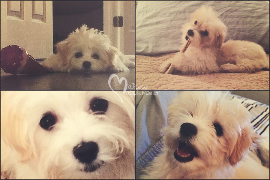 ellie picture board