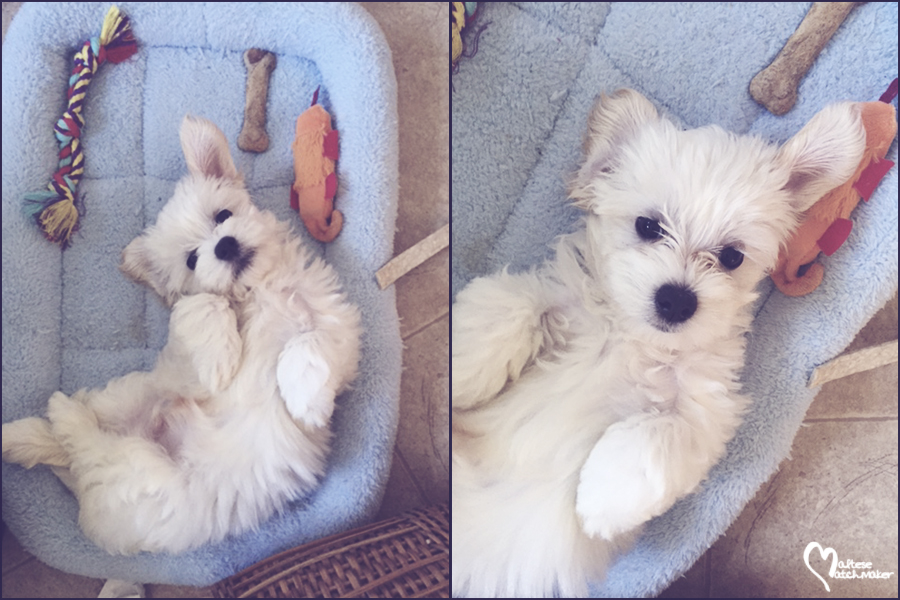 Finn side by side