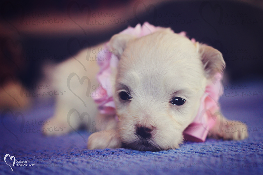 august-female-puppy-flowers