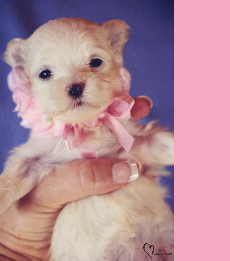 august-maltese-female-puppy-vertical-branding-bar