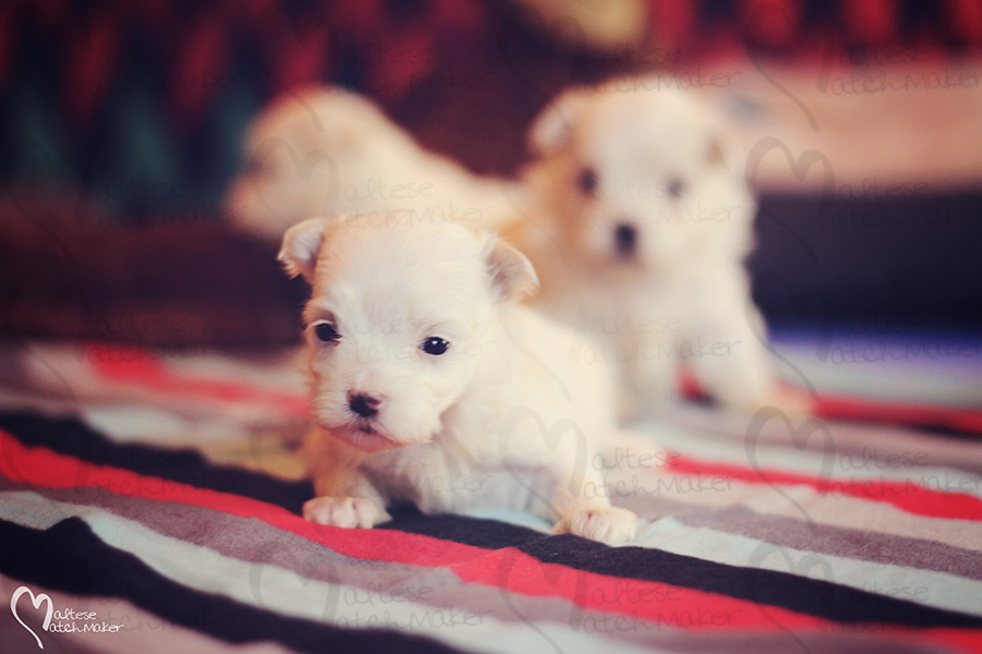 august-female-puppy