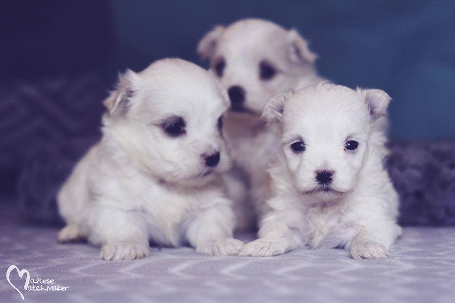 maltese-puppies-born-aug-2016-group