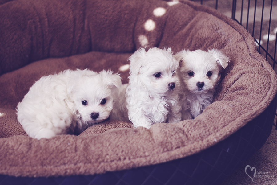maltese-puppies-group-ready-for-home-in-novemeber