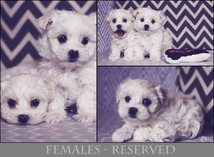 females-collage-reserved-mm