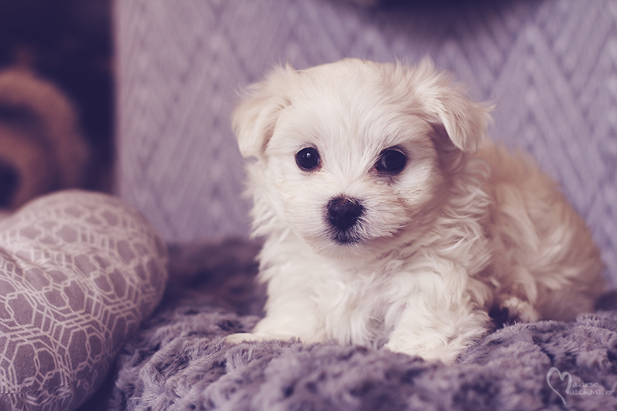 gorgeous-maltese-male-ready-nov-2016