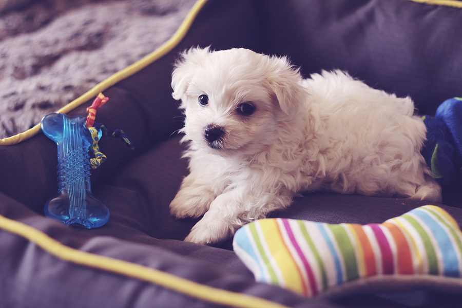 male-maltese-puppy-nov-2016