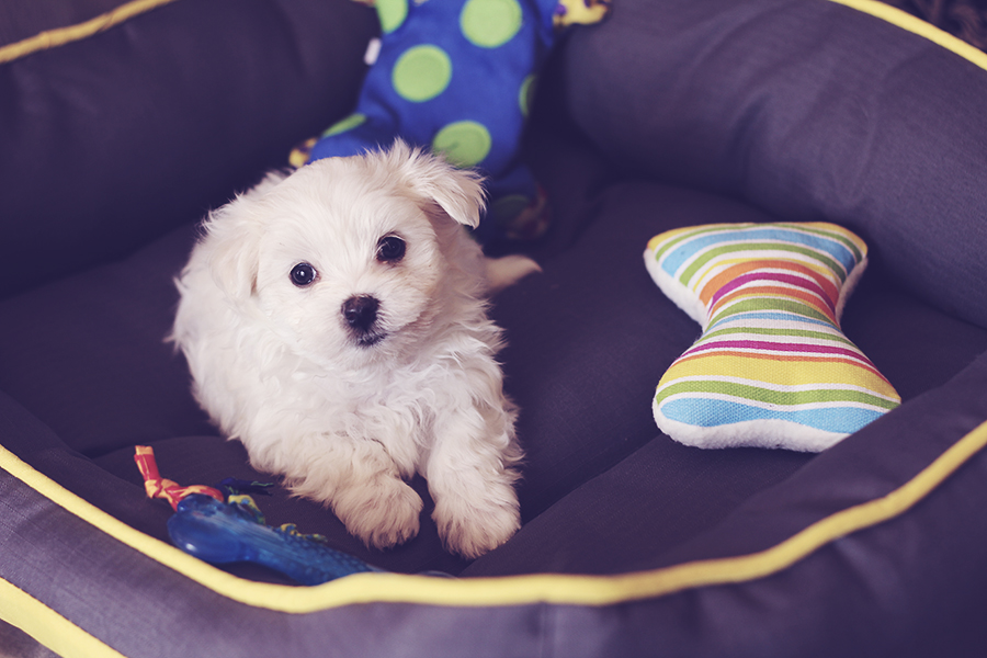 maltese-male-puppy-ready-nov-mm