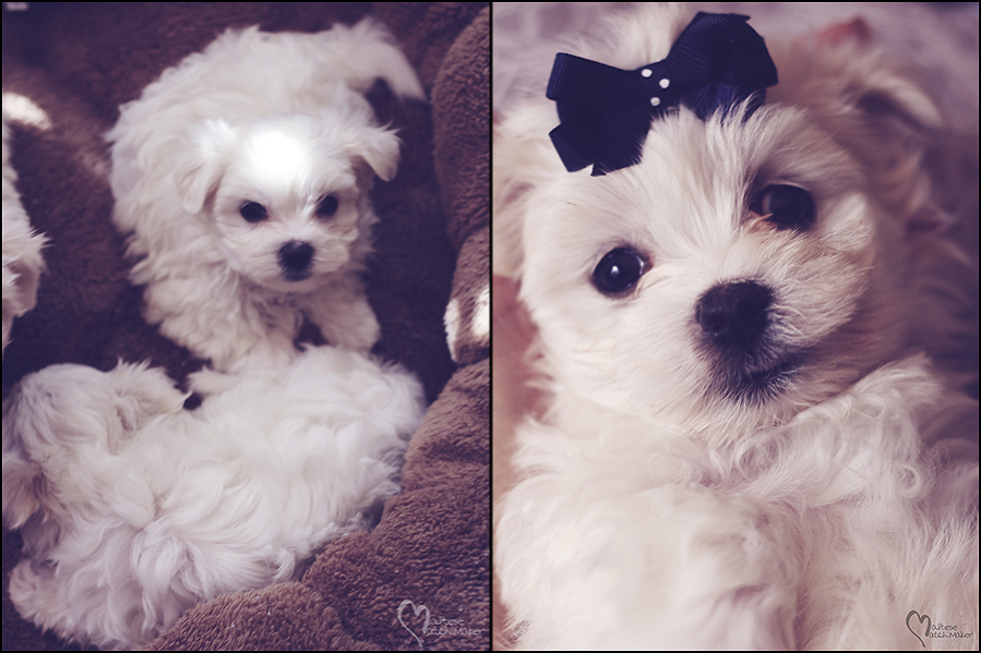 maltese-pup-collage-mm