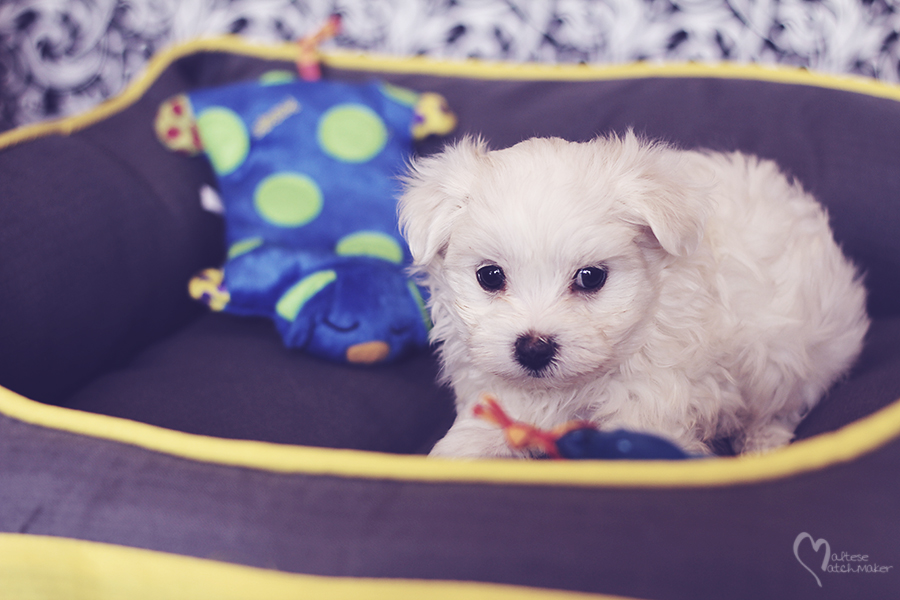 maltese-puppy-male-born-sept-15