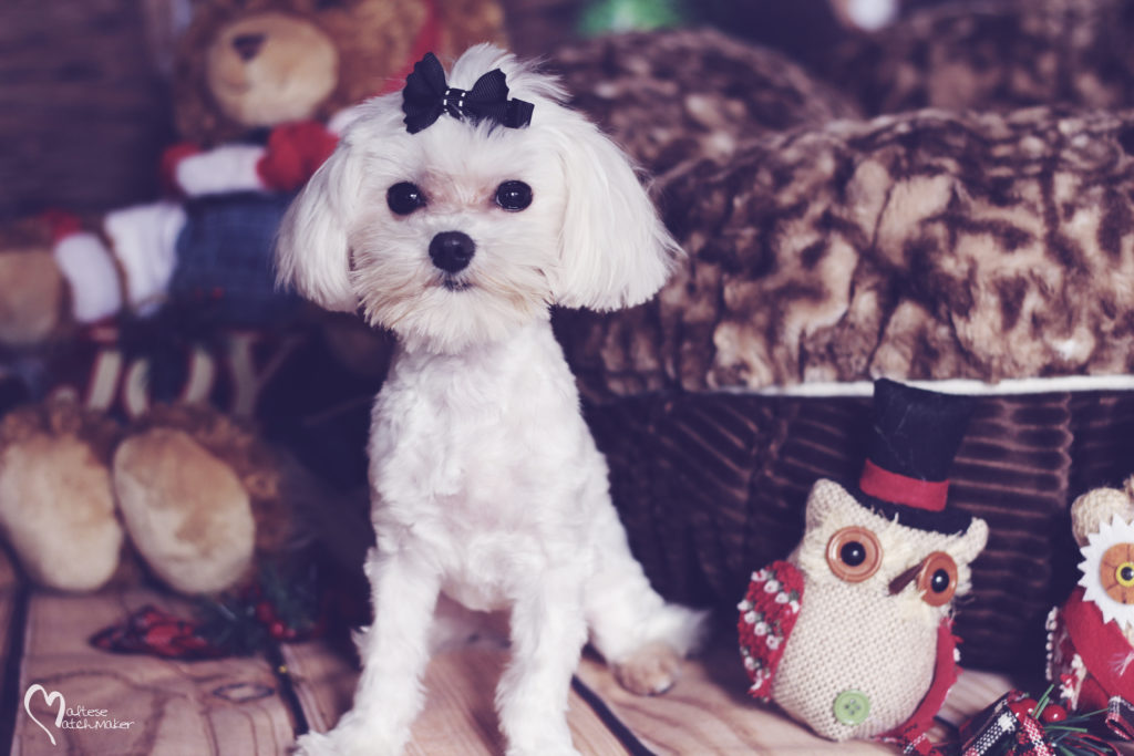 Beautiful maltese female puppy holiday