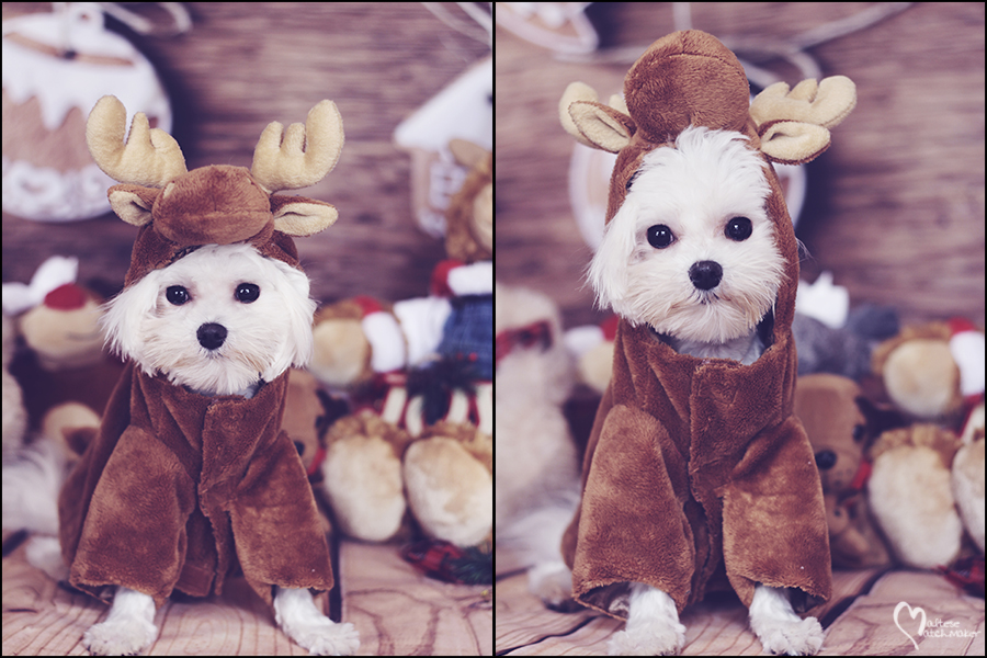millie-reindeer-christmas-collage