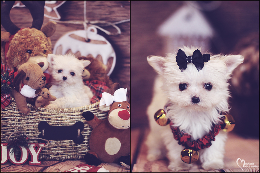 micro-christmas-collage