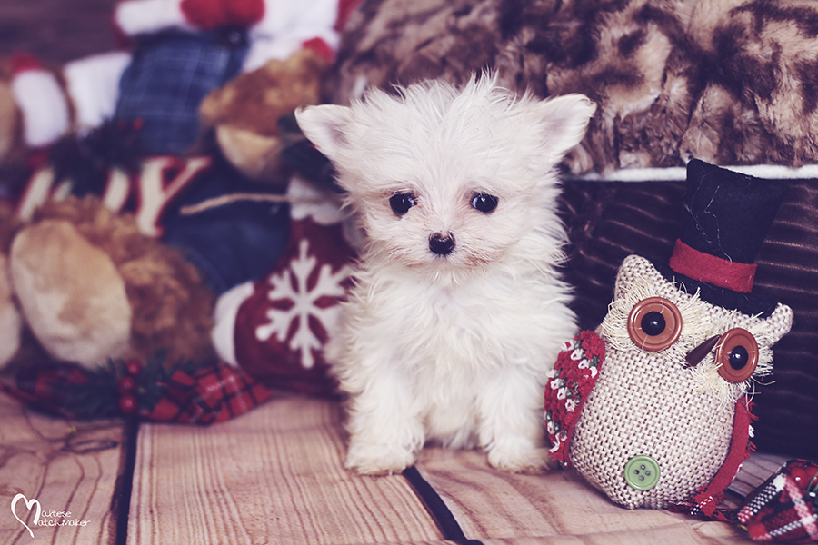 micro maltese puppy holiday