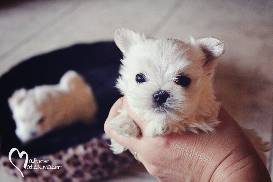 teacup maltese dogs for sale near me