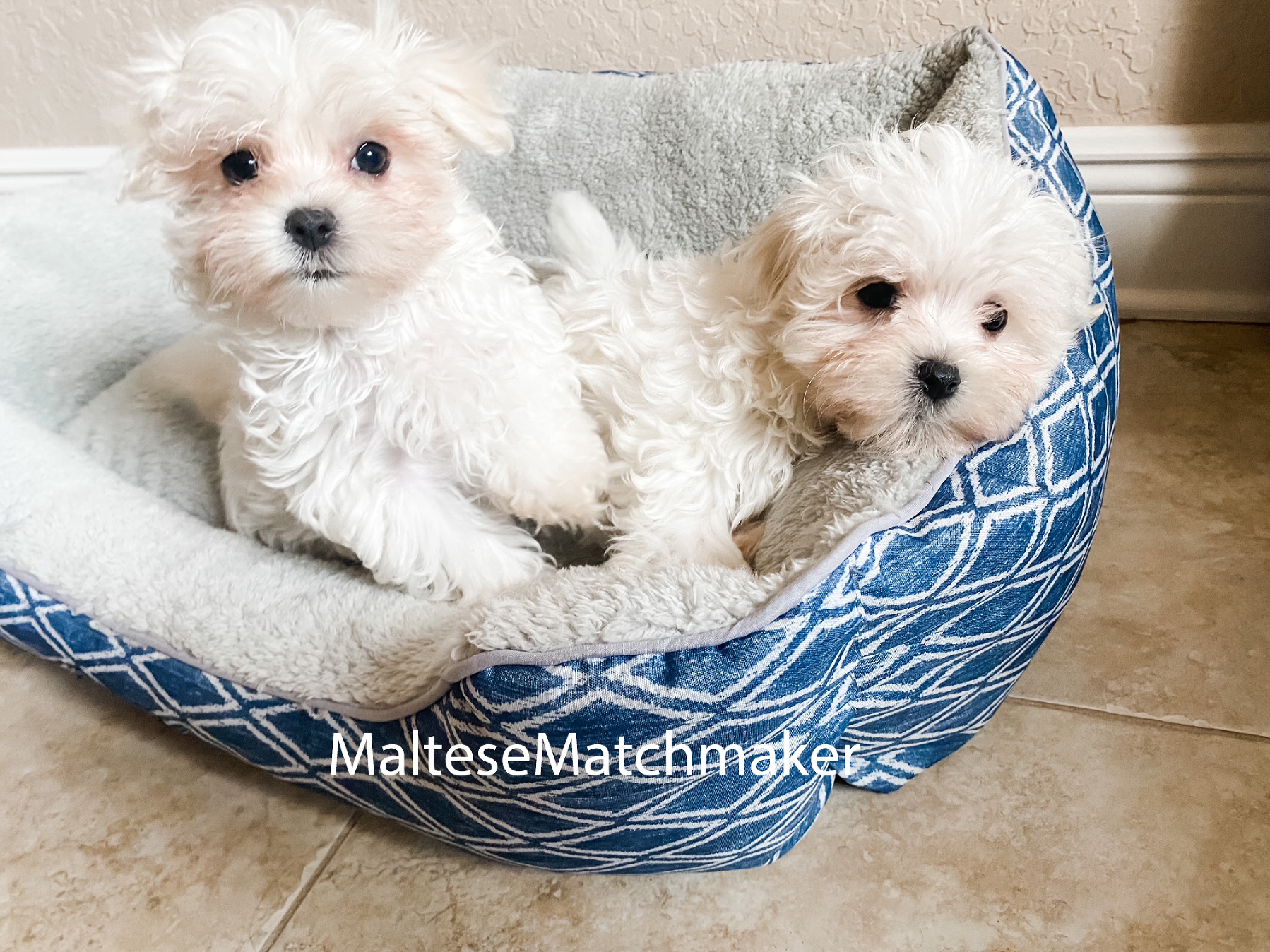 Maltese Puppies In Tampa Fl